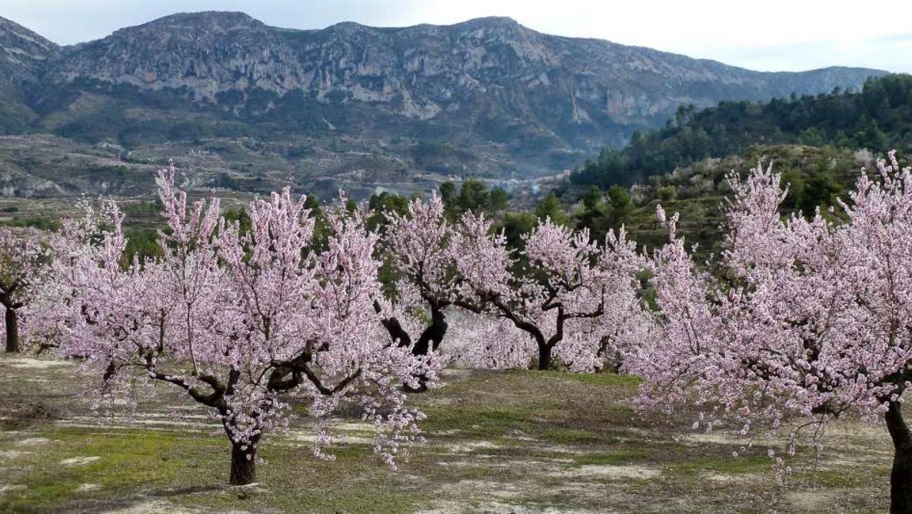 Apartamento Calaceite Torrox Exteriér fotografie